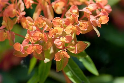 Mandelblättrige Garten-Wolfsmilch - Euphorbia amygdaloides 'Purpurea'