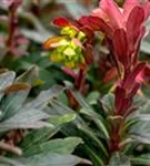 Mandelblättrige Garten-Wolfsmilch - Euphorbia amygdaloides 'Purpurea'