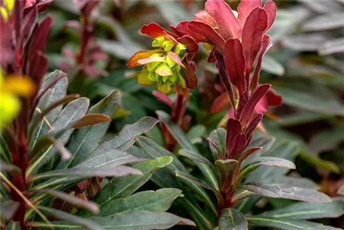 Mandelblättrige Garten-Wolfsmilch - Euphorbia amygdaloides 'Purpurea'