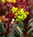 Mandelblättrige Garten-Wolfsmilch - Euphorbia amygdaloides 'Purpurea'