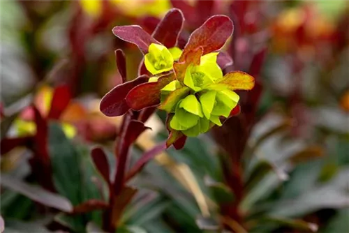 Mandelblättrige Garten-Wolfsmilch - Euphorbia amygdaloides 'Purpurea'