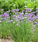 Schnitt-Lauch - Allium schoenoprasum