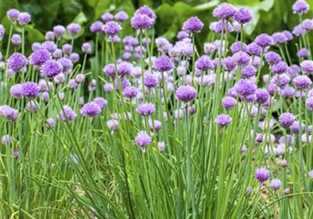 Allium schoenoprasum - Schnitt-Lauch