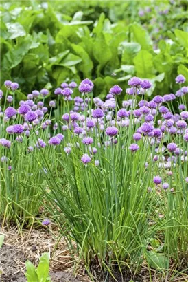 Schnitt-Lauch - Allium schoenoprasum