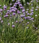 Schnitt-Lauch - Allium schoenoprasum