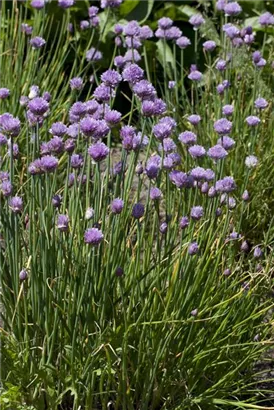 Schnitt-Lauch - Allium schoenoprasum