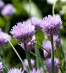 Schnitt-Lauch - Allium schoenoprasum