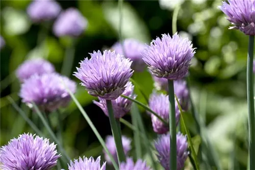 Schnitt-Lauch - Allium schoenoprasum