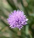 Schnitt-Lauch - Allium schoenoprasum