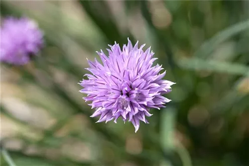 Schnitt-Lauch - Allium schoenoprasum