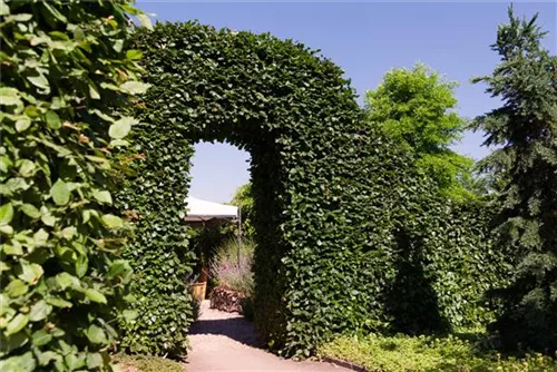 Hainbuche,Weißbuche - Carpinus betulus - Baum