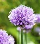 Schnitt-Lauch - Allium schoenoprasum