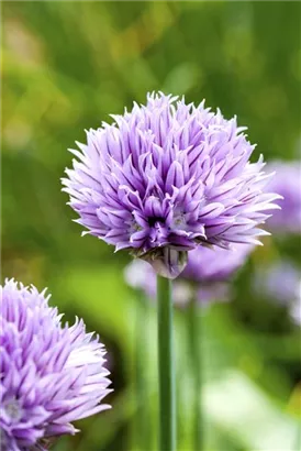 Schnitt-Lauch - Allium schoenoprasum