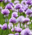 Schnitt-Lauch - Allium schoenoprasum