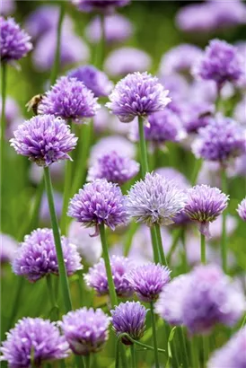 Schnitt-Lauch - Allium schoenoprasum