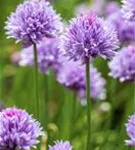 Schnitt-Lauch - Allium schoenoprasum