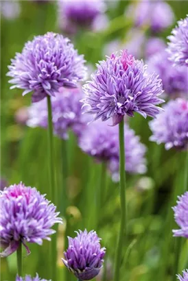 Schnitt-Lauch - Allium schoenoprasum