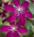 Waldrebe 'Niobe' - Clematis 'Niobe'