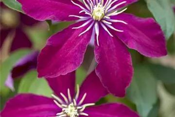 Clematis - Waldrebe