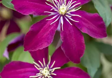 Clematis 'Niobe' - Waldrebe 'Niobe'