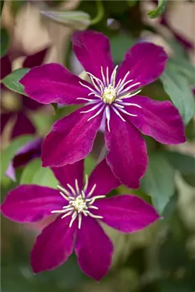 Waldrebe 'Niobe' - Clematis 'Niobe'