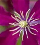 Waldrebe 'Niobe' - Clematis 'Niobe'