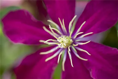 Waldrebe 'Niobe' - Clematis 'Niobe'