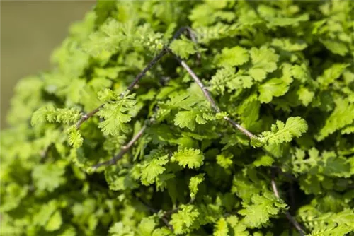 Silbrigblättriger Fiederteppich - Cotula hispida