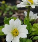 Weißblühende Sumpf-Dotterblume - Caltha palustris var.alba