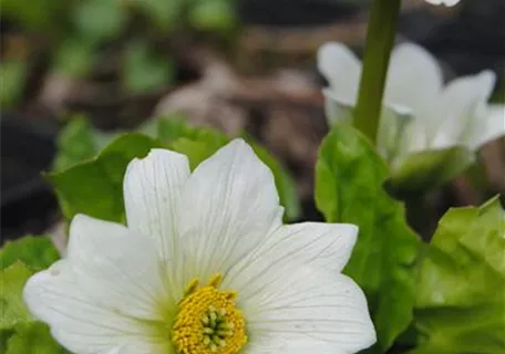 Caltha palustris var.alba - Weißblühende Sumpf-Dotterblume