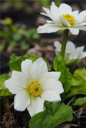 Weißblühende Sumpf-Dotterblume - Caltha palustris var.alba