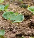 Gewöhnliche Haselwurz - Asarum europaeum