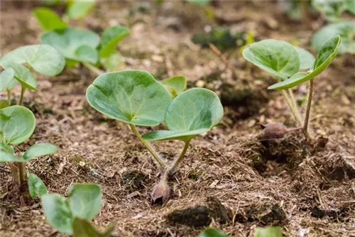 Gewöhnliche Haselwurz - Asarum europaeum