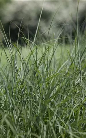 Deschampsia cespitosa