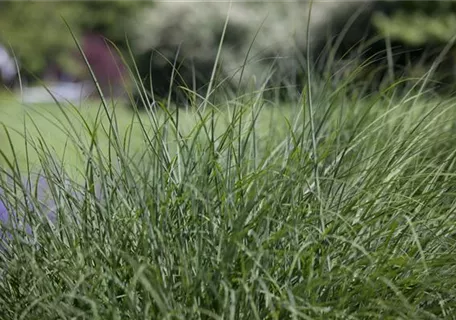 Deschampsia cespitosa - Rasen-Schmiele