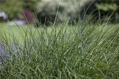 Rasen-Schmiele - Deschampsia cespitosa