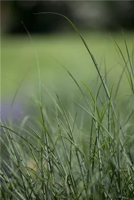 Rasen-Schmiele - Deschampsia cespitosa