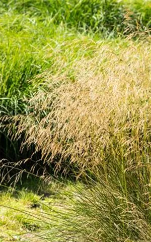 Deschampsia cespitosa 'Goldgehänge'