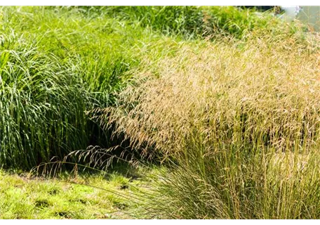 Deschampsia cespitosa 'Goldgehänge' - Garten-Schmiele