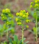 Mandelblättrige Wolfsmilch - Euphorbia amygdaloides ssp.robbiae