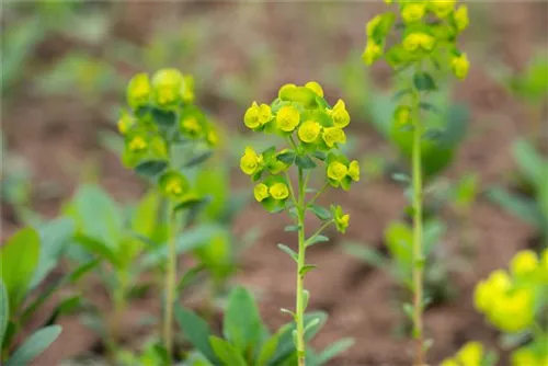 Mandelblättrige Wolfsmilch - Euphorbia amygdaloides ssp.robbiae