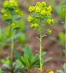 Mandelblättrige Wolfsmilch - Euphorbia amygdaloides ssp.robbiae