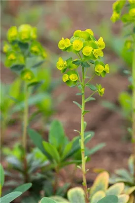 Mandelblättrige Wolfsmilch - Euphorbia amygdaloides ssp.robbiae