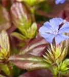 Chinesische Scheinbleiwurz - Ceratostigma plumbaginoides