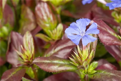 Chinesische Scheinbleiwurz - Ceratostigma plumbaginoides