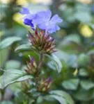 Chinesische Scheinbleiwurz - Ceratostigma plumbaginoides