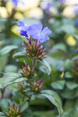 Chinesische Scheinbleiwurz - Ceratostigma plumbaginoides