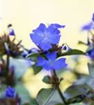 Chinesische Scheinbleiwurz - Ceratostigma plumbaginoides