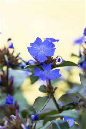 Chinesische Scheinbleiwurz - Ceratostigma plumbaginoides