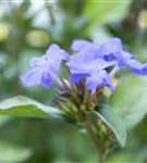 Chinesische Scheinbleiwurz - Ceratostigma plumbaginoides